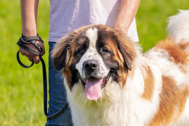 Hunderasse Moskauer Wachhund in der Nähe seines Meisters an der Leine