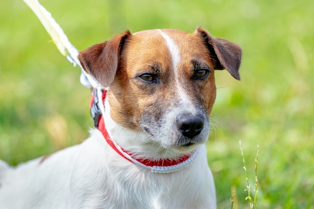 Hunderasse Parson-Russell-Terrier hautnah an der Leine