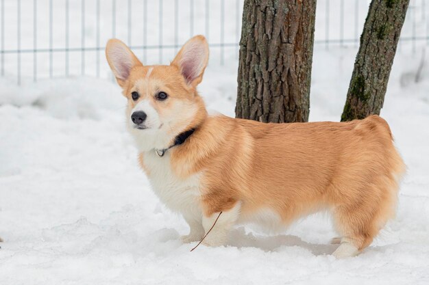 Hunderasse Pembroke Welsh Corgi im Schnee