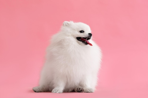 Hunderasse Pomeranian Spitz lustig sitzt auf einem rosa Hintergrund