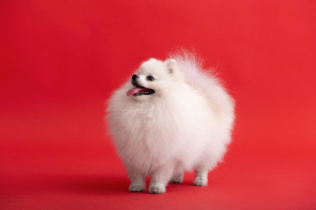 Hunderasse Pomeranian Spitz lustig sitzt auf einem roten Hintergrund