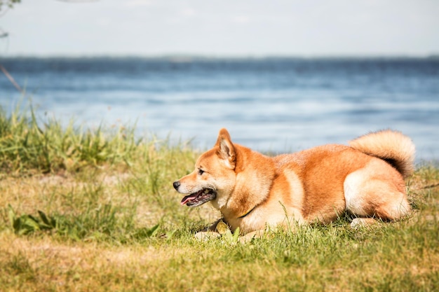 Hunderasse Shiba Inu sitzt auf dem Teichhintergrund