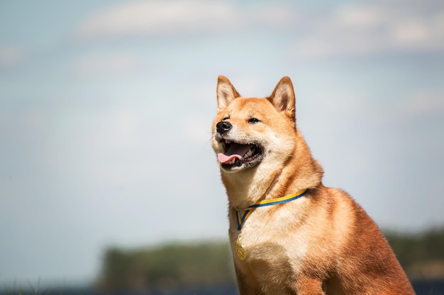 Hunderasse Shiba Inu sitzt auf dem Teichhintergrund