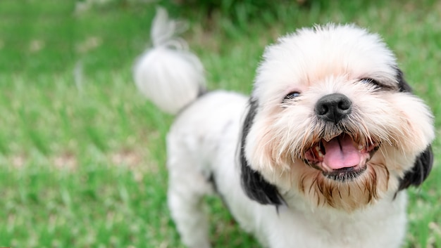 Hunderasse Shih-Tzu Brown Fell Das ist im Garten des Grases