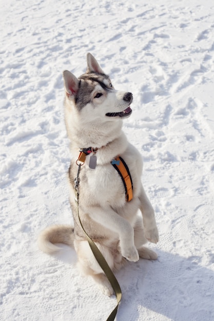 Hunderasse Siberian Husky führt die Befehle aus und sitzt auf den Hinterbeinen.