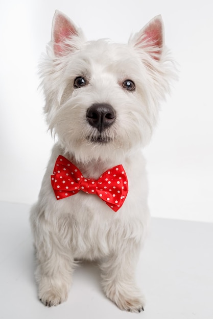 Hunderasse West Highland White Terrier sitzt mit einer roten Fliege Hochwertiges Foto