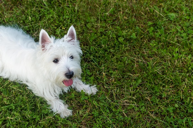 Hunderasse West Terrier Portrait mit Platz für Text