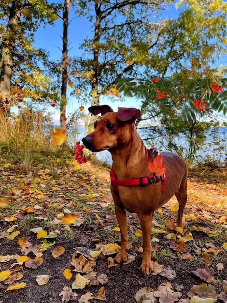 Hunderasse zwergpinscher im herbstpark, bäume und gelbrote blätter fallen naturlandschaft