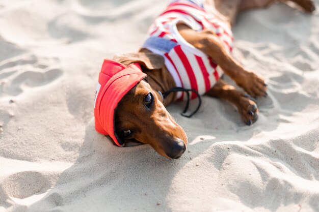 Hundereisender Blogger Reiseblogger Hund genießt einen Spaziergang an der frischen Luft im Freien