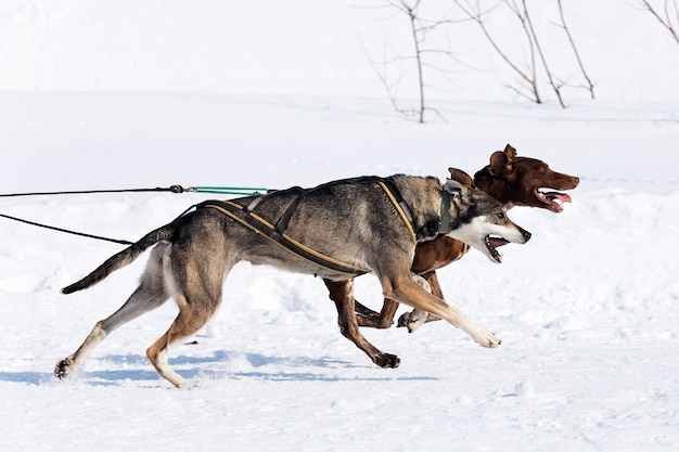 Hunderennen im Alpenberg im Winter