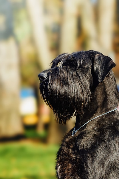 Hunderiesenschnauzer im Freien