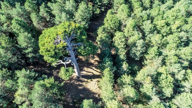 Hundertjährige Lauricio-Kiefer namens Lady im Naturpark Sierra de Baza