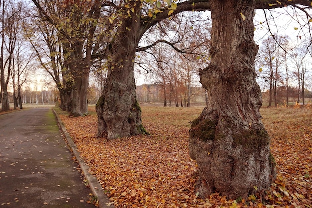 Hundertjährige Lindenbäume mit interessanten Stämmen in der alten Parknahaufnahme