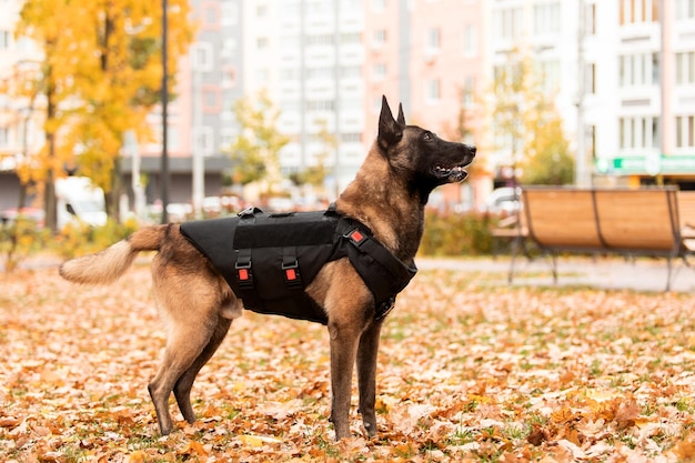 Hunderüstung. Hund in einer kugelsicheren Weste. Belgischer Schäferhund Malinois-Porträt im Freien. Arbeitshund. Guar