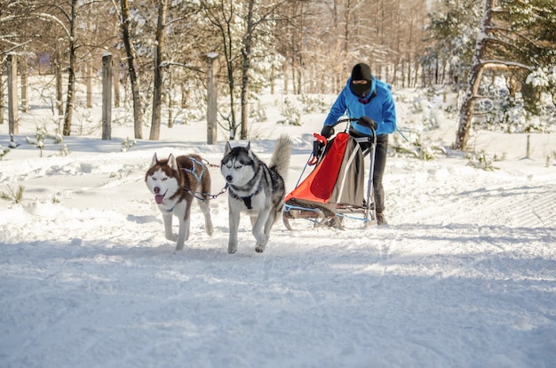 Hundeschlittenrennen. Mann Musher und Schlittenhund Hund Team