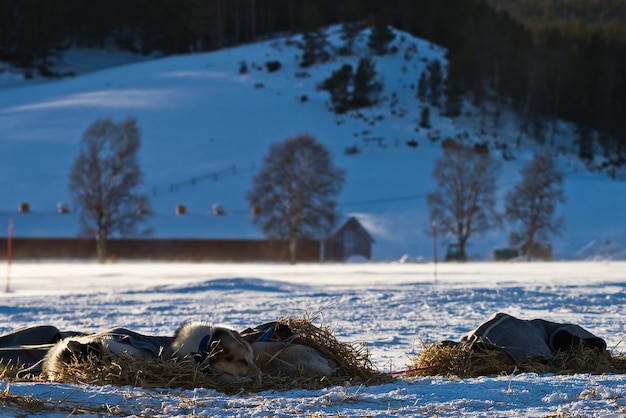 Foto hundeschlittenrennen winter norwegen schnee