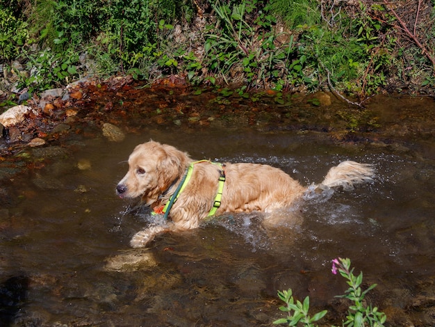 Hundeschwimmen im Fluss