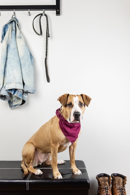 Hundesitzen und Warten auf einen Spaziergang in der Eingangshalle. Staffordshire-Terrierwelpe in einer Halle des Hauses oder der Wohnung, die fertig wird, draußen zu gehen