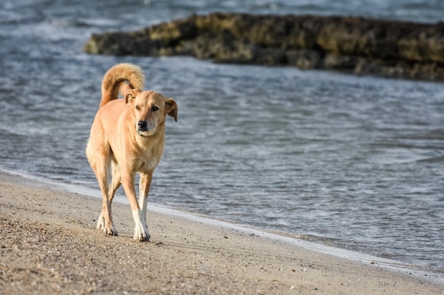 Hundespaziergang am Sandstrand in der Nähe des Meeres