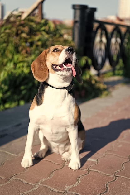 Hundespaziergang an sonnigen Sommertagen im Freien