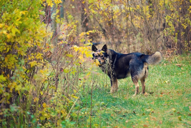 Foto hundespaziergang in einem wald im herbst