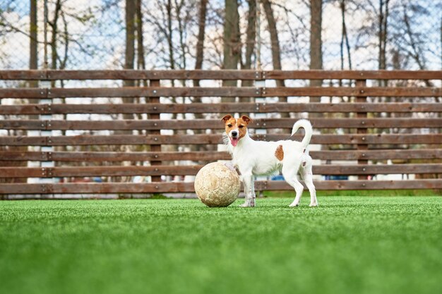 Hundespiel mit Fußball auf grünem Gras