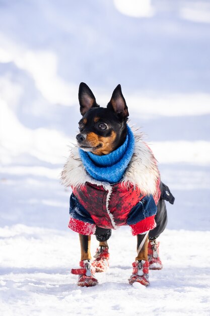 Hundespielzeugterrier