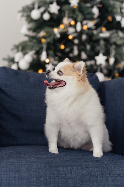 Hundespitz auf einem blauen Sessel vor dem Weihnachtsbaum