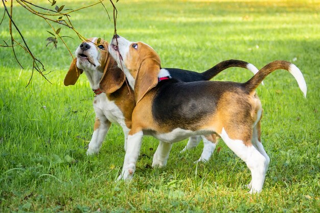 Hundespürhund auf dem Gras