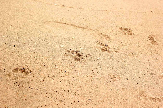 Hundespuren im Sand