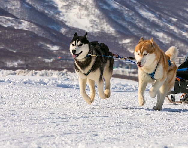 Hundeteam läuft im Schnee auf Kamtschatka.