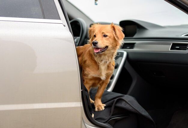 Hundetraining im Auto Training für gemischten Hund, um im Auto zu bleiben