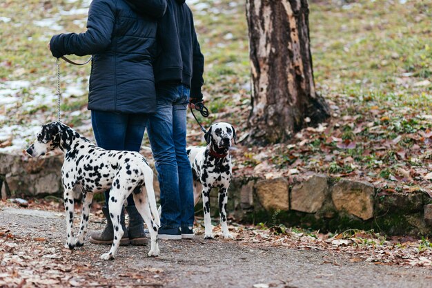 Hundewanderer mit dalmatinischen Hunden, die im Park genießen.