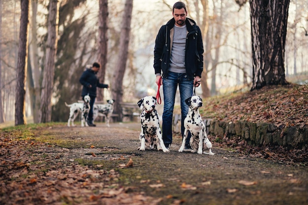 Hundewanderer mit dalmatinischen Hunden, die im Park genießen.