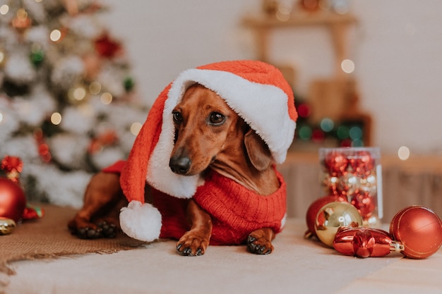 Hundezwerg-Dackel in einem Weihnachtsmann-Kostüm in einem Weihnachtsneujahr-Interieur-Winter-Konzept