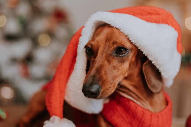 Hundezwerg-Dackel in einem Weihnachtsmann-Kostüm in einem Weihnachtsneujahr-Interieur-Winter-Konzept