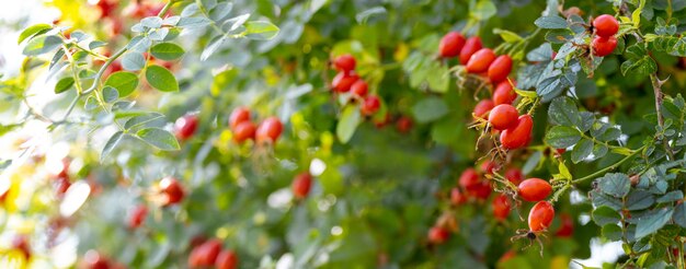 Hundsrose Früchte (Rosa Canina) in der Natur. Rote Hagebutten auf Büschen mit unscharfem Hintergrund