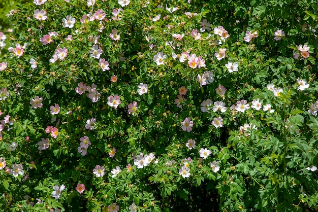 Hundsrose Rosa Canina hellrosa Blüten in voller Blüte auf Ästen schöne wild blühende Strauch grüne Blätter Wildrosenpflanze