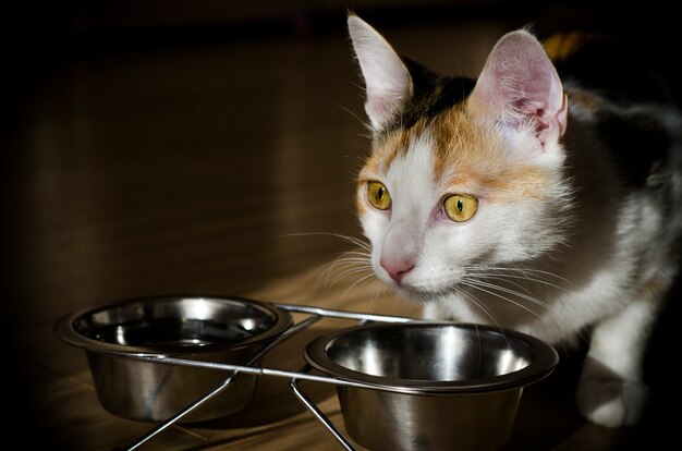 Hungrige dreifarbige Katze essen Trockenfutter. Gesund. Ganzheitlich.