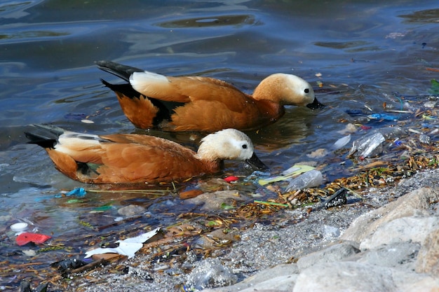 Hungrige Entenvögel auf der Suche nach Nahrung im Müll im Teich. Menschliche Abfallverschmutzung in der Natur.