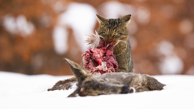 Hungrige europäische Wildkatze, die sich im Winter vom Schnee ernährt