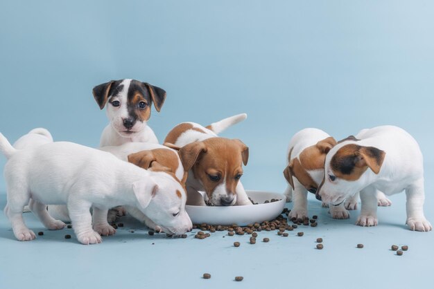 Hungrige Jack-Russell-Terrier-Welpen essen aus einer Schüssel mit Essen