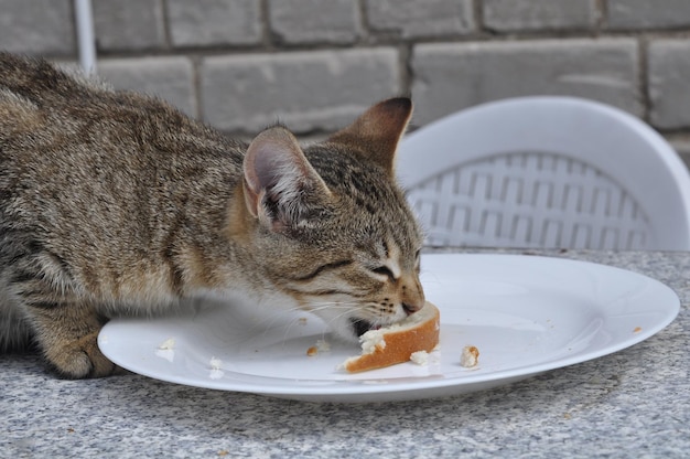 Hungrige Katze, die Weißbrot und Butter auf dem Tisch isst