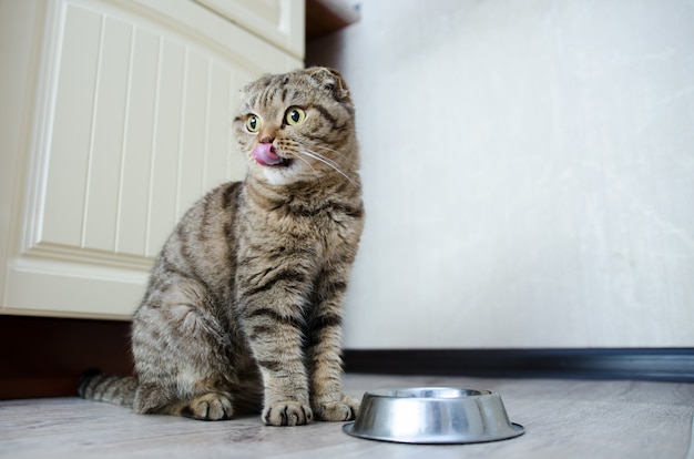 Hungrige lustige Katze, die auf Lebensmittel wartet