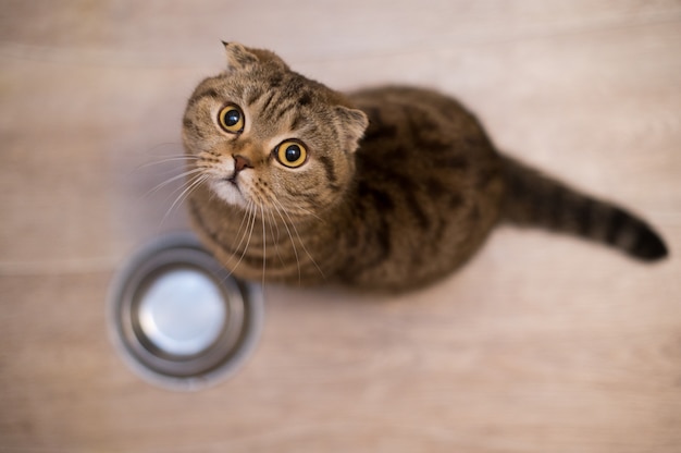 Hungrige lustige Katze, die auf Nahrung sucht und wartet