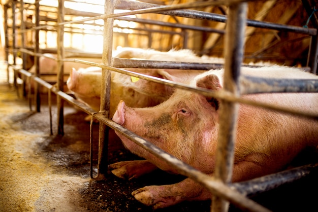 Hungrige Schweine warten auf Futter.