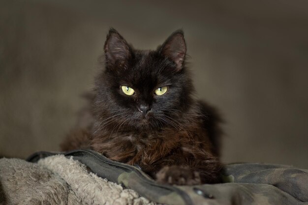 Hungrige streunende verlassene obdachlose Katze im Krieg Schutz von streunenden verlassenen Tieren im Krieg