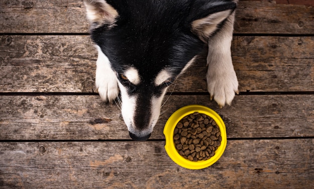 Hungriger Hund, der nahe einer Schüssel Lebensmittel liegt