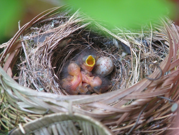 Foto hungriger junger vogel