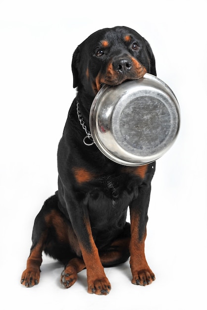 Hungriger Rottweiler